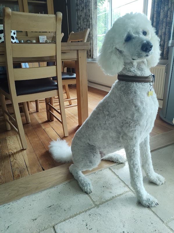 Dappa Dogs, Waterlooville