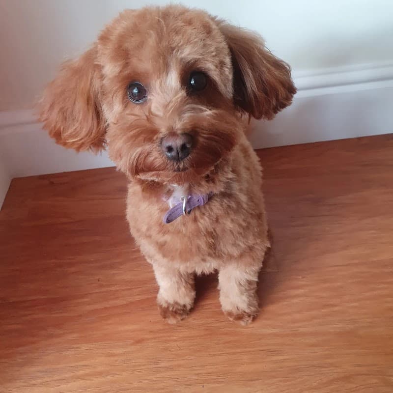 Sparkle Paws Parlour, Waterlooville