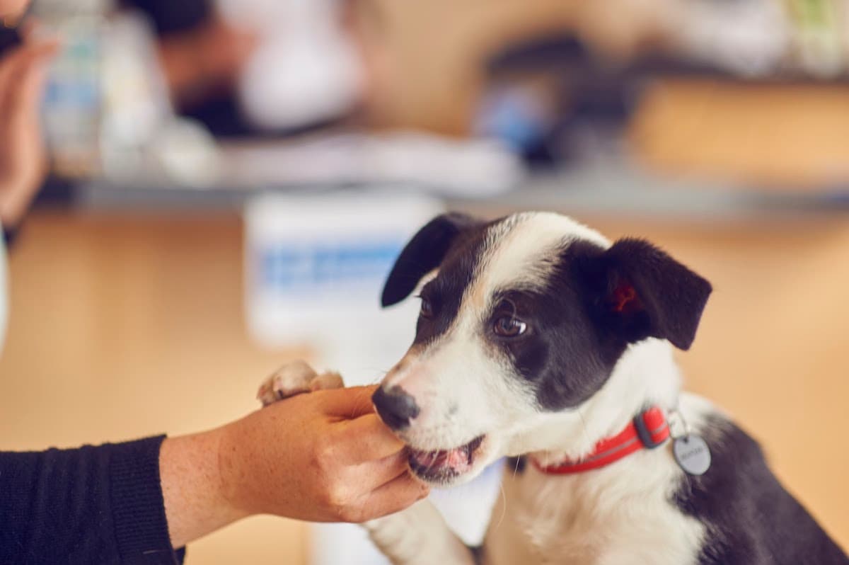 Downland Vets, Denmead, Denmead