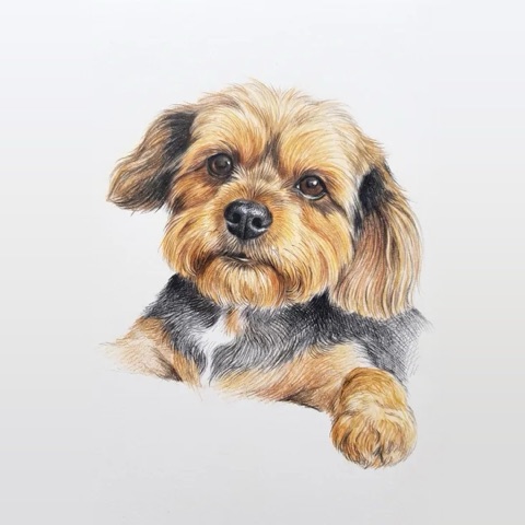 Painted Paws Pet Portraits